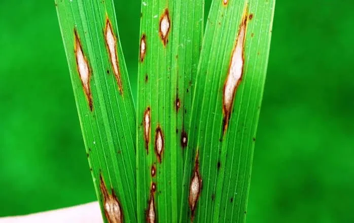 Paddy Blast